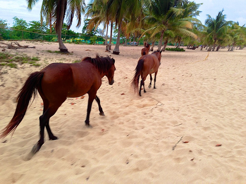 The Wild Horses of Vieques Island